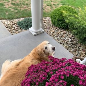 Meet your Posher, Missy